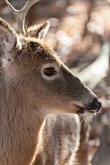 Closeup of a deer in a wooded area