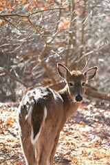 Majestic deer in a lush autumnal forest surrounded by tall trees and foliage on the ground