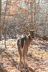 Young deer amongst the trees in a lush forest setting