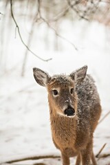 Young deer standing in a wintery landscape covered in white snow