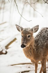 Naklejka na ściany i meble Young deer stands in a winter forest, its white coat of fur contrasting