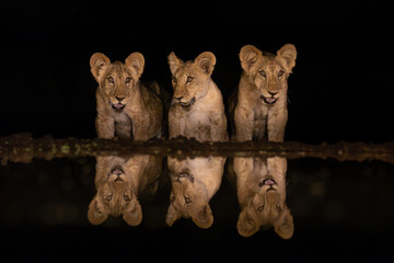 Three lion cubs appearing in the night