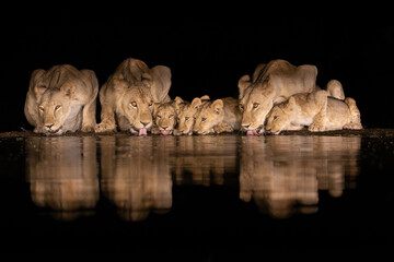 Lion family of seven appearing in the night for a drink