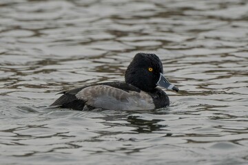 Black duck with yellow eyes swimming in a tranquil lake
