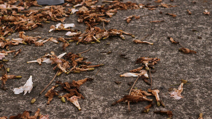 background of fallen leaves on the asphalt in the city