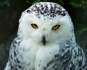 Close-up shot of a beautiful, snow owl with a funny, annoyed look on its face