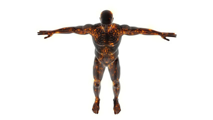 Lymphatic System Internal Anatomy in human Body