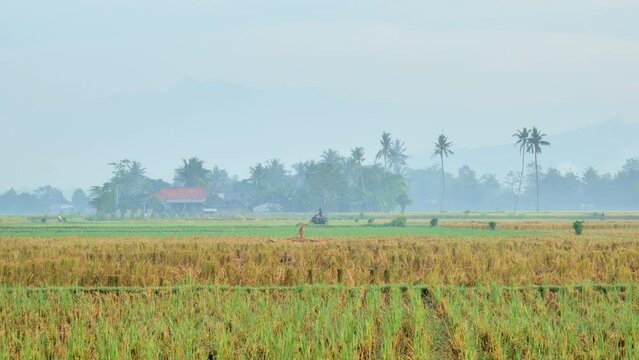 It's a dewy, misty morning in the yellowing rice fields of rural Jember Indonesia with people riding motorcycles through the hilly scenery