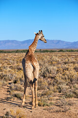 Giraffe in a savannah in South Africa from the back on a sunny day against a blue sky copy space background. One tall wild animal with long neck spotted on safari in a dry and deserted national park