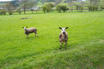 Sheep in green pastures in Lancashire dales