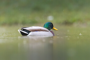 Obraz premium Mallard swimming on the surface of a pond in the morning light