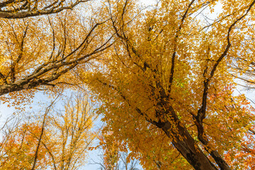 Crowns of trees in the autumn forest