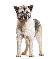 Akita Inu dog standing, cut out