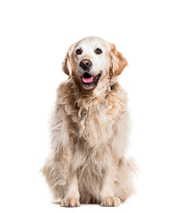 Golden Retriever dog sitting and panting, cut out