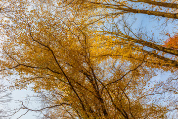 Crowns of trees in the autumn forest