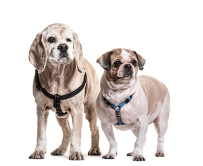 Obraz premium Shi Tzu and Cocker Spaniel dogs standing, cut out