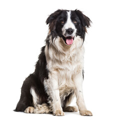 Border Collie dog sitting and panting, cut out
