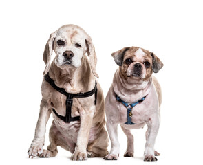 Shi Tzu and Cocker Spaniel dogs sitting and standing, cut out