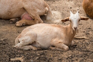 Fototapeta premium Closeup of a lamb laying on the ground in the countryside