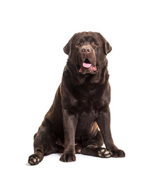 Labrador Retriever dog sitting and panting, cut out