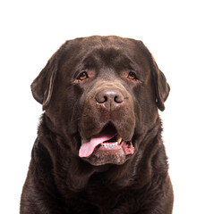 Close-up of labrador Retriever dog panting, cut out