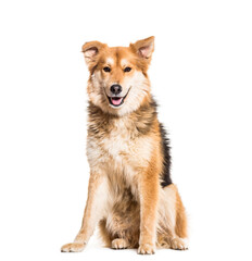 Mixed-breed dog sitting and panting, cut out