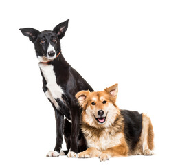 Mixed-breed dogs sitting and lying, cut out