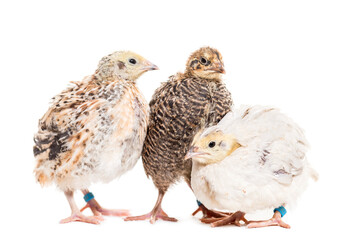 Three Quails standing, cut out