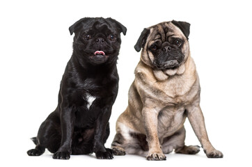 Fototapeta premium Two pug dogs sitting, cut out
