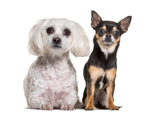 Chihuahua and Maltese dogs standing, cut out