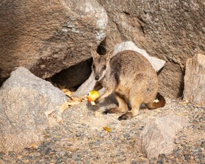 Australian kangaroo on the large rocks eating a yellow apple