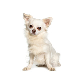 Chihuahua dog sitting, cut out