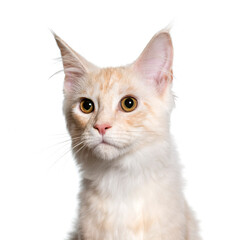 Close-up of Mixed-breed cat, cut out