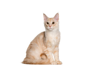 Fototapeta premium Mixed-breed cat sitting, cut out