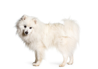 Japanese Spitz dog standing, cut out