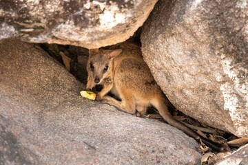 the wallaby is eating his lunch in between two large rocks