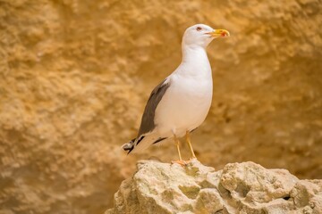 Obraz premium White seagull perched on a rock with a blurry background