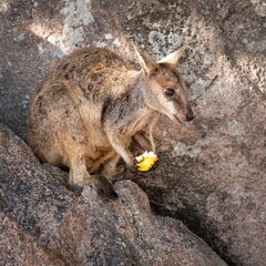 an adorable wallaby eating a banana on a rock cliff's edge