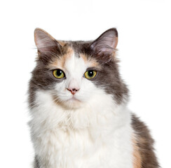 Close-up of Mixed-breed cat, cut out