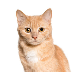 Close-up of Mixed-breed cat, cut out