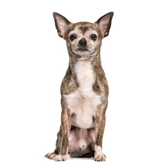 Chihuahua dog sitting, cut out