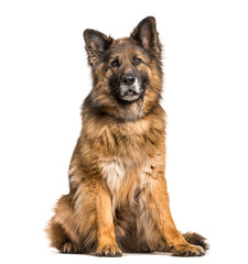 Mixed-breed dog sitting, cut out