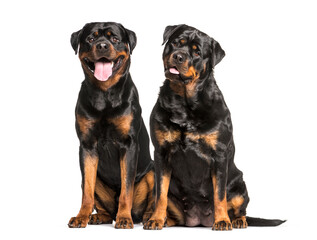 Rottweiler dogs sitting and panting, cut out