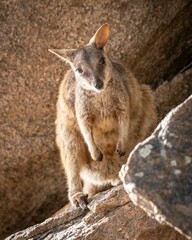 a rock wallaby standing on a rock and staring in the sunlight