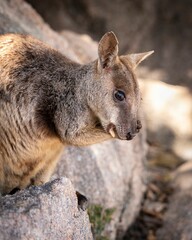 Rock Wallaby perched atop a rocky outcrop at Geoffrey Bay on Magnetic Island in Queensland Australia