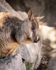 Rock Wallaby perched atop a rocky outcrop at Geoffrey Bay on Magnetic Island in Queensland Australia