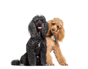 Two poodles dogs sitting, cut out
