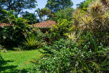 Tropical garden with palm trees and plants in the summer.