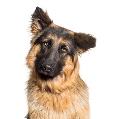 Close-up of German Shepherd dog, cut out