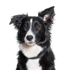 Close-up of Border Collie dog, cut out